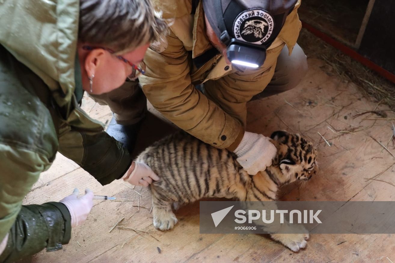 Russia Zoo Siberian Tiger Cubs