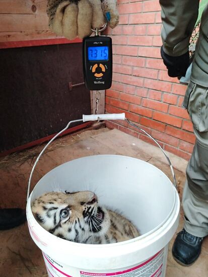 Russia Zoo Siberian Tiger Cubs