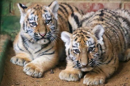 Russia Zoo Siberian Tiger Cubs