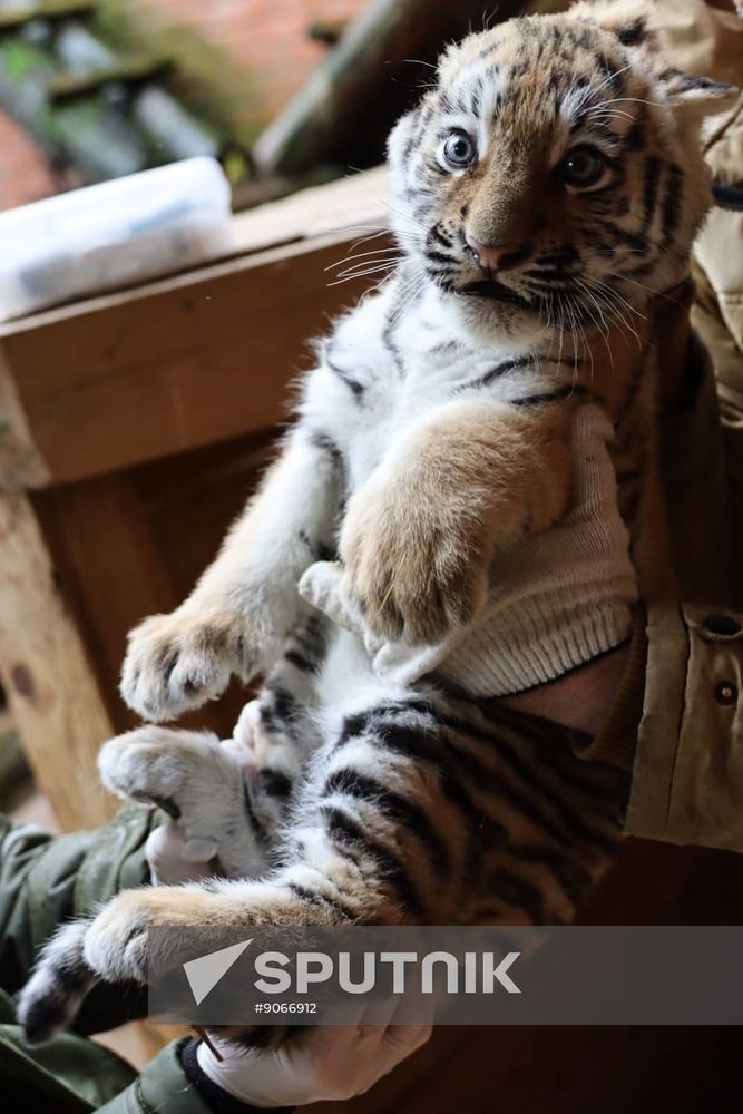 Russia Zoo Siberian Tiger Cubs