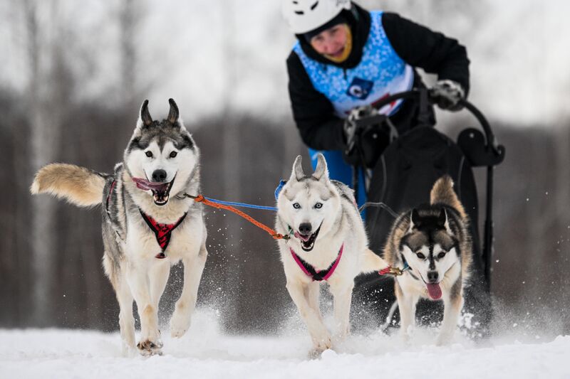 Russia Sled Dog Race