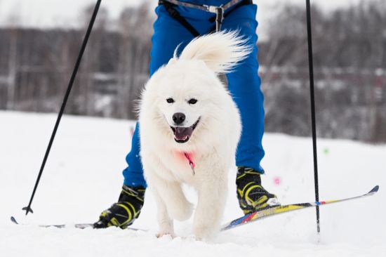 Russia Sled Dog Race
