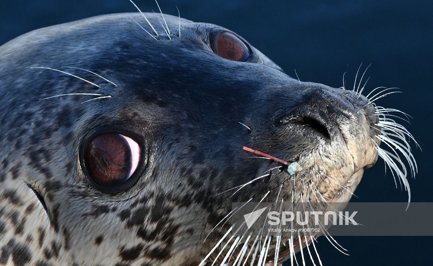 Russia Marine Mammal Research Base