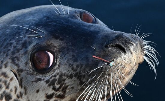 Russia Marine Mammal Research Base