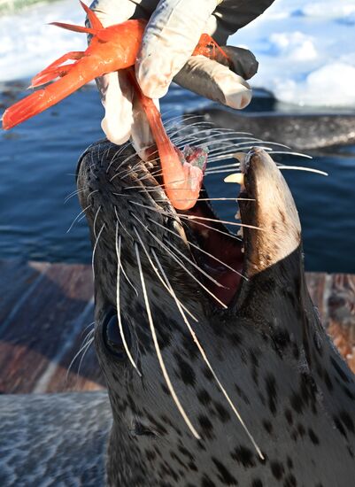 Russia Marine Mammal Research Base