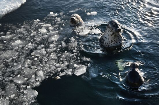 Russia Marine Mammal Research Base