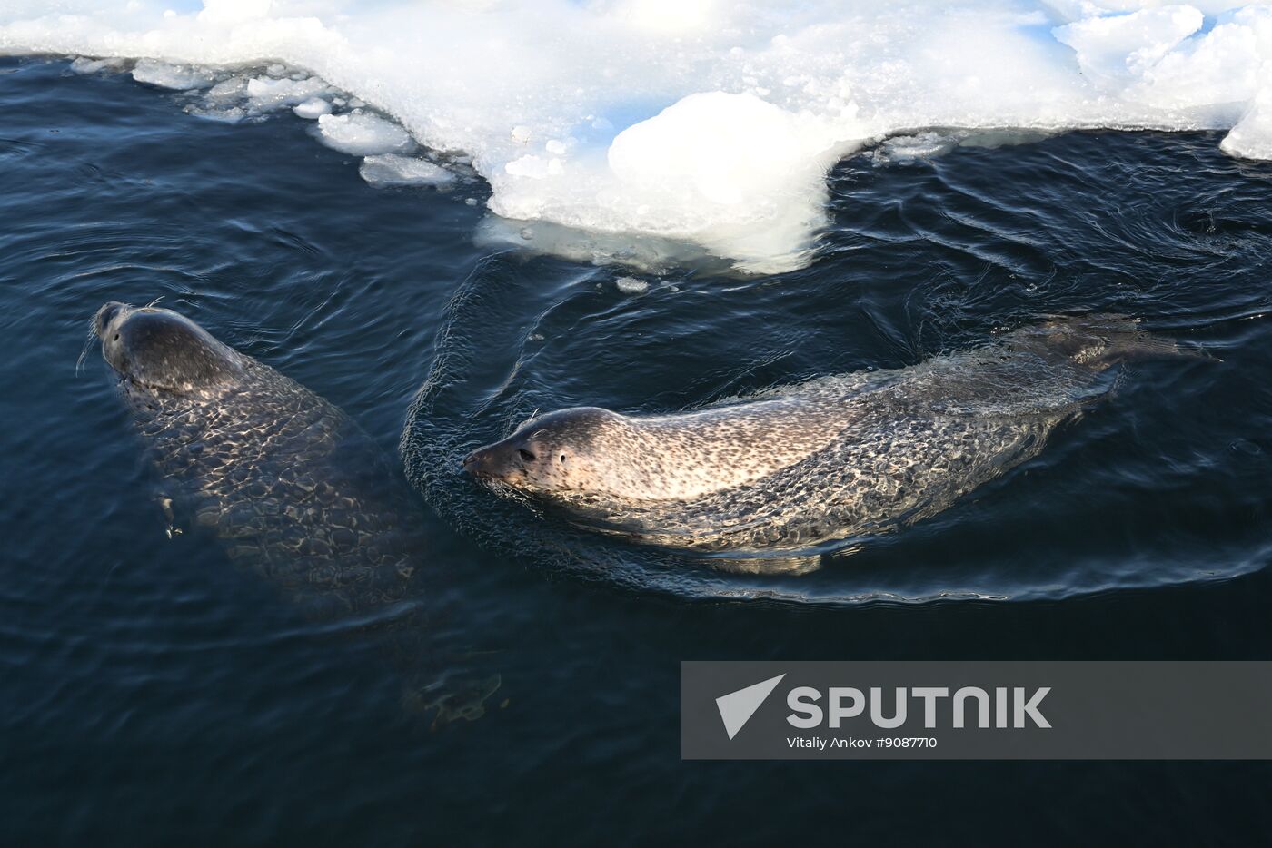 Russia Marine Mammal Research Base