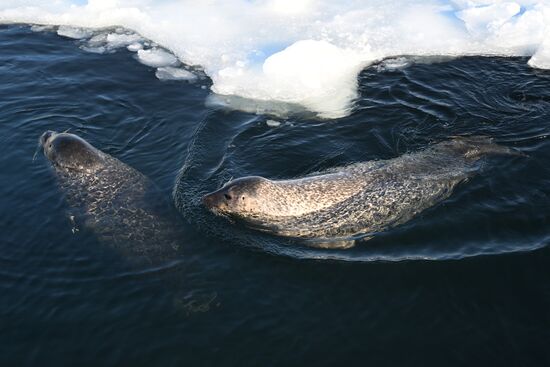 Russia Marine Mammal Research Base