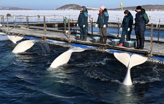 Russia Marine Mammal Research Base