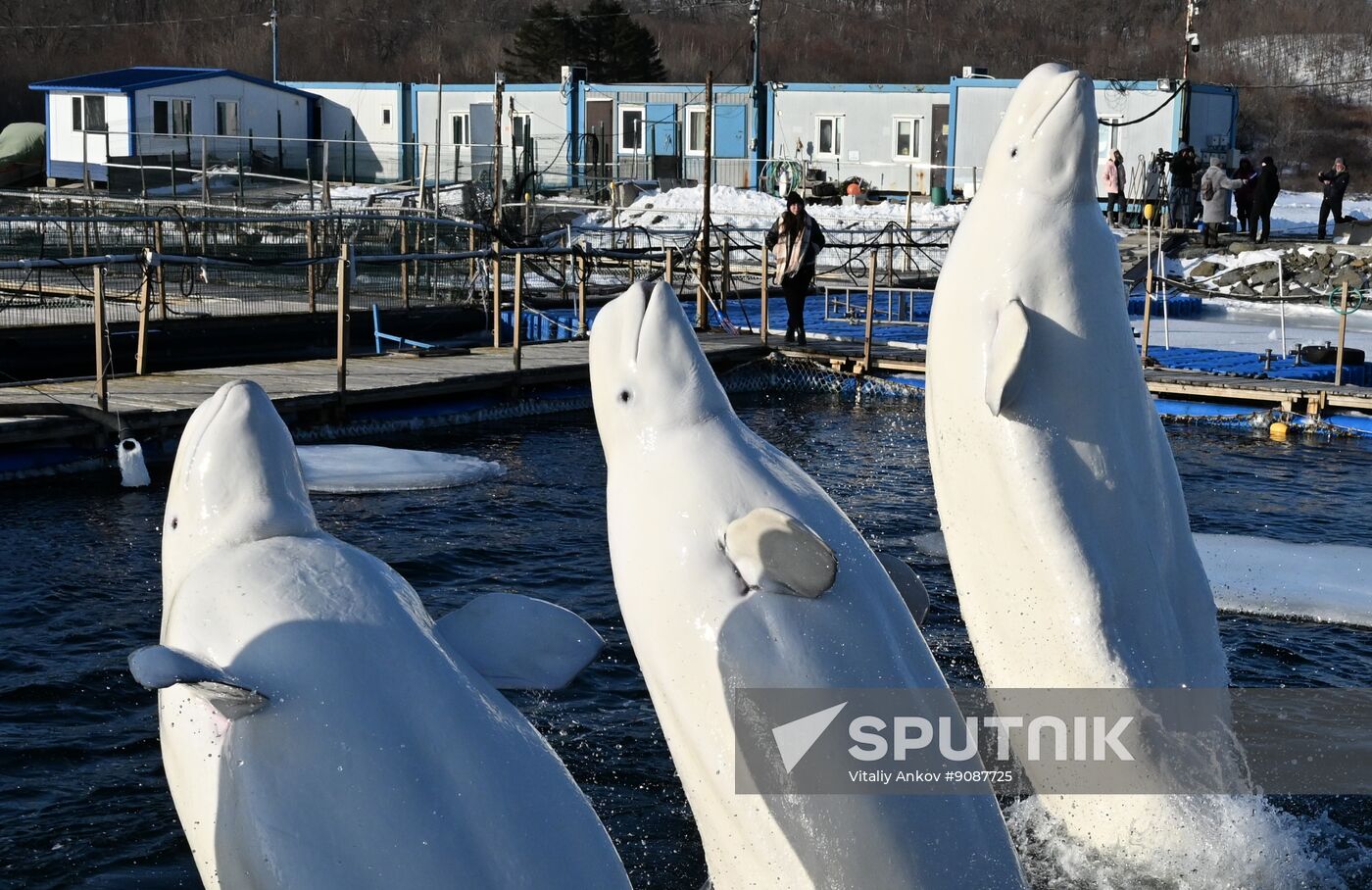 Russia Marine Mammal Research Base