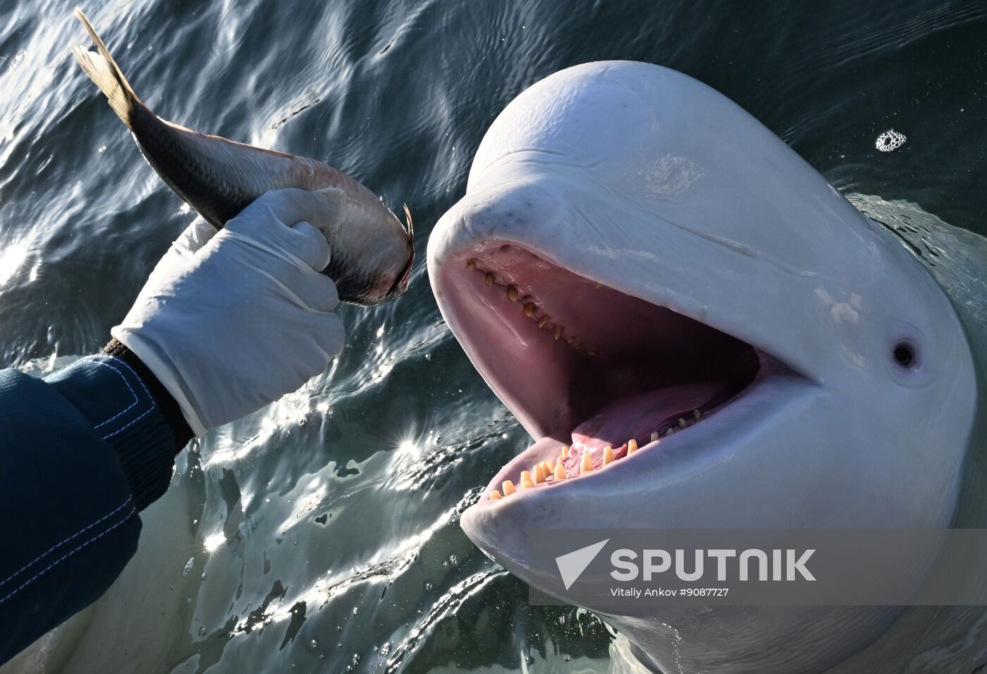 Russia Marine Mammal Research Base