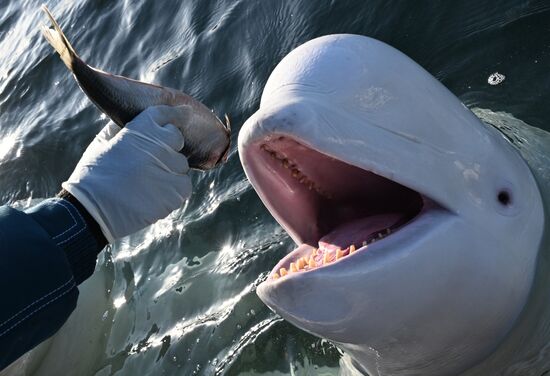 Russia Marine Mammal Research Base