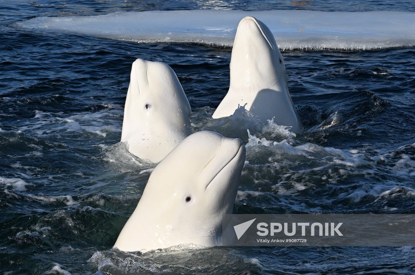 Russia Marine Mammal Research Base