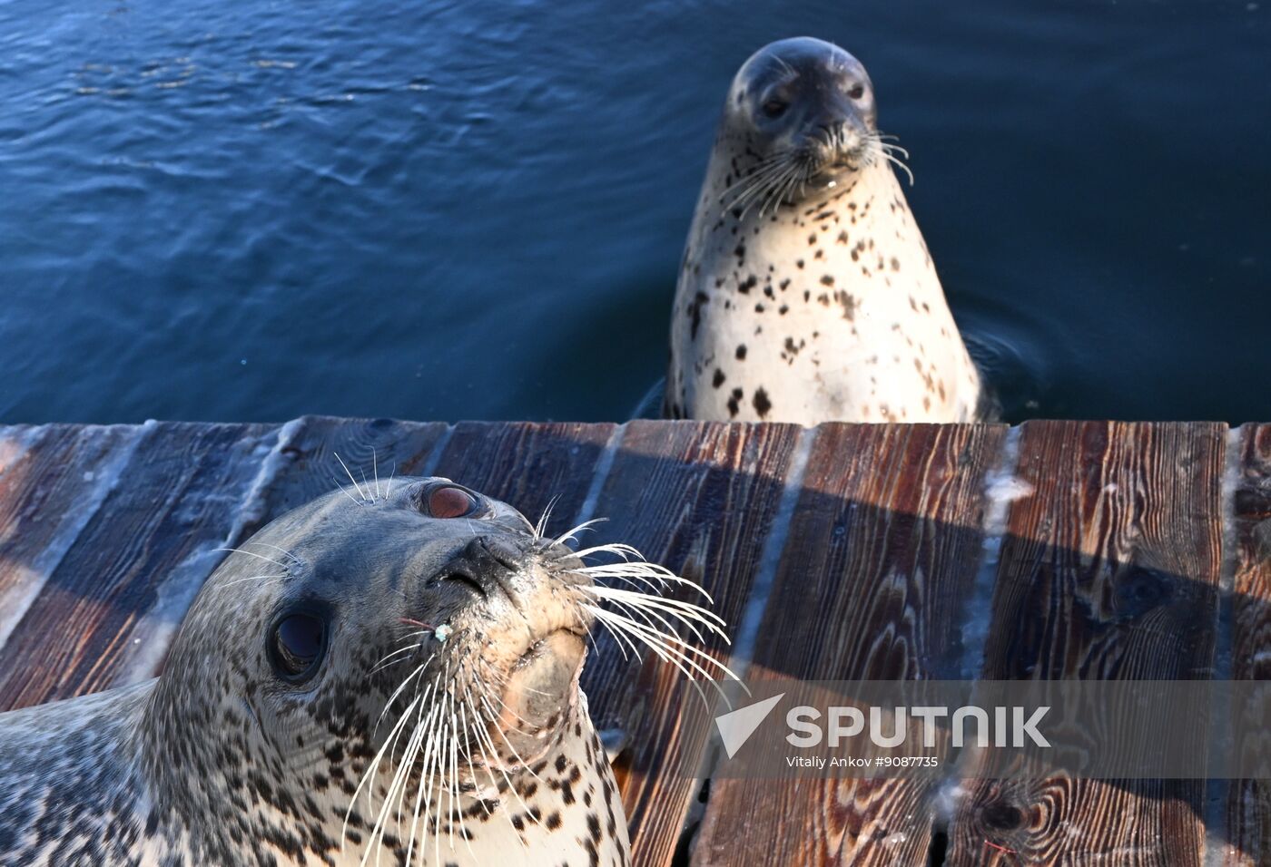 Russia Marine Mammal Research Base