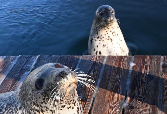 Russia Marine Mammal Research Base