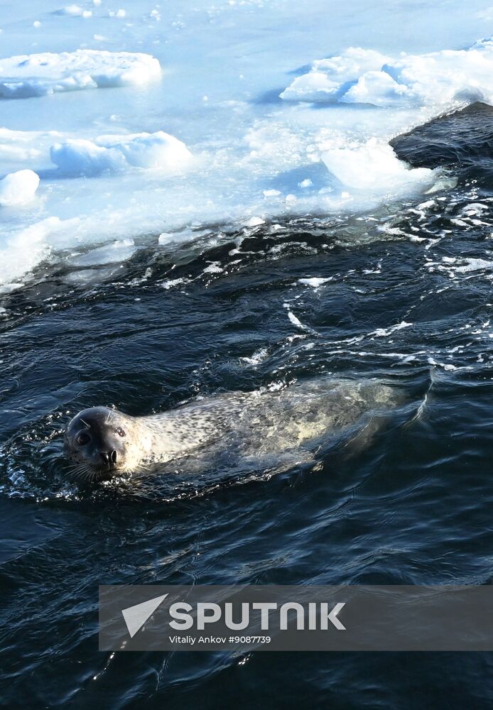 Russia Marine Mammal Research Base