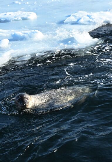 Russia Marine Mammal Research Base