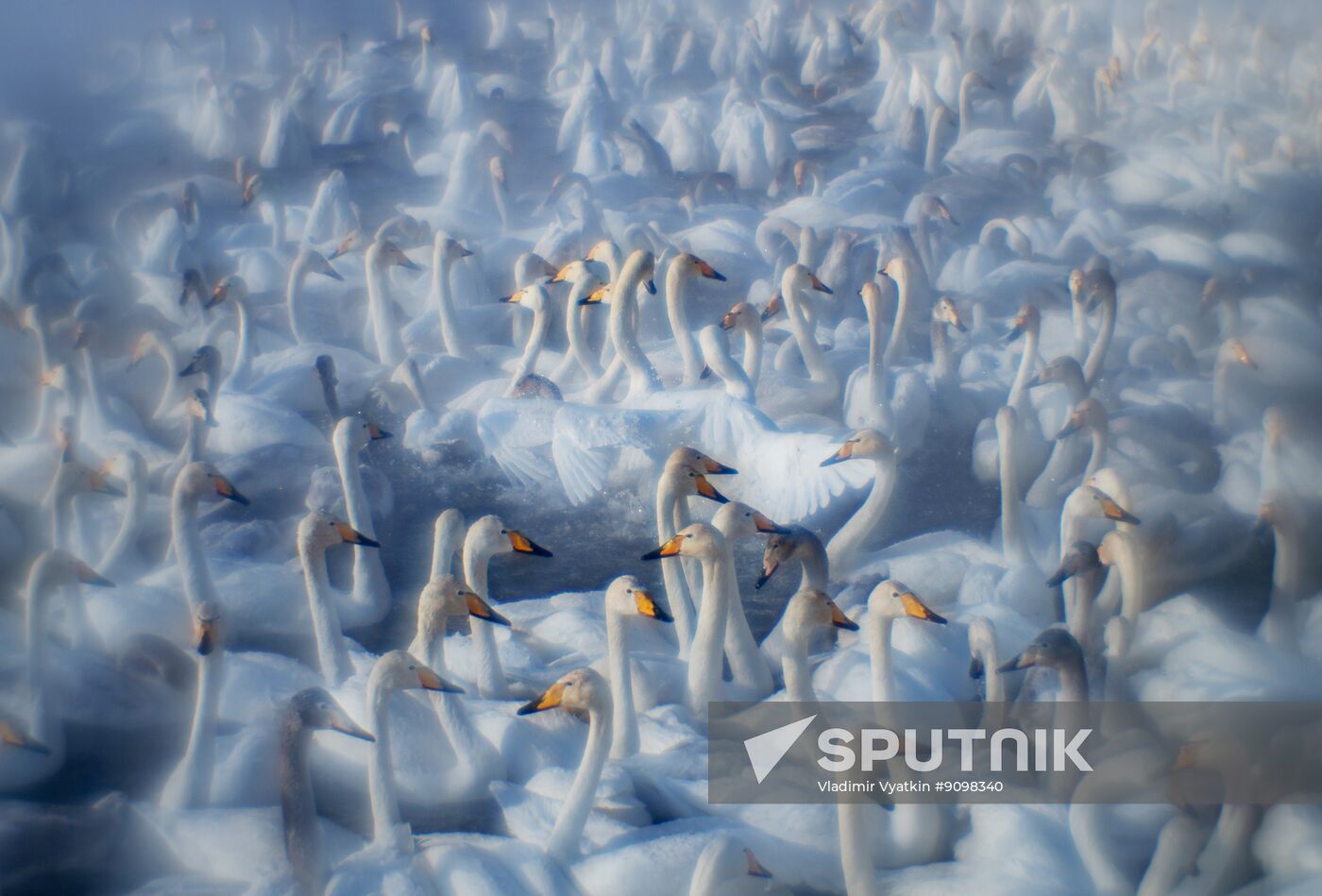 Russia Wildlife Swans