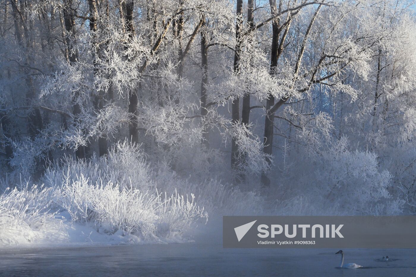Russia Wildlife Swans
