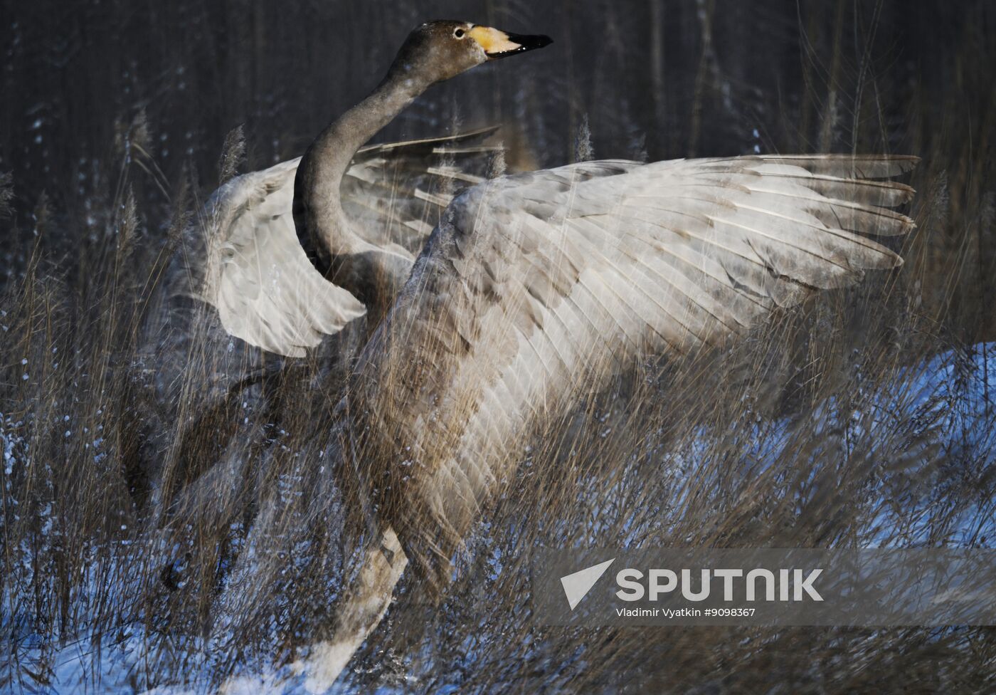 Russia Wildlife Swans