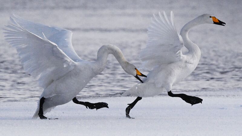Russia Wildlife Swans