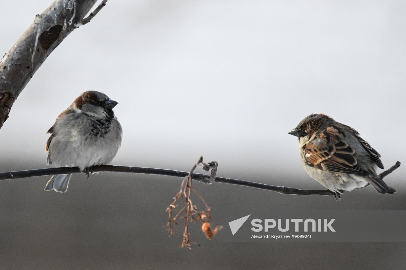 Russia Environment Sparrows Census