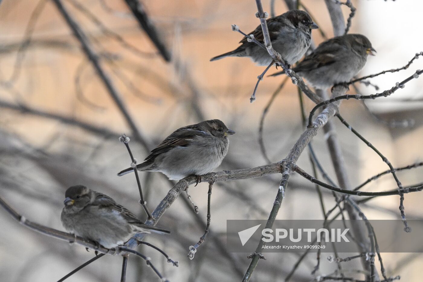 Russia Environment Sparrows Census