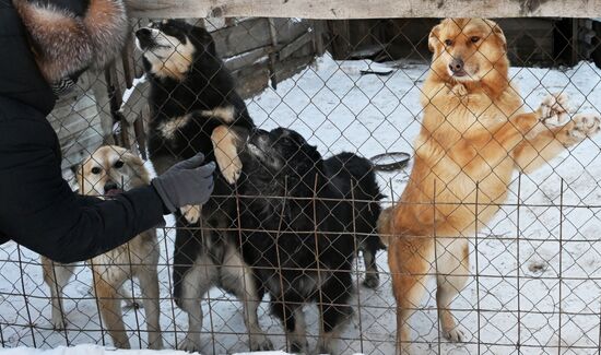 Russia Pet Shelter