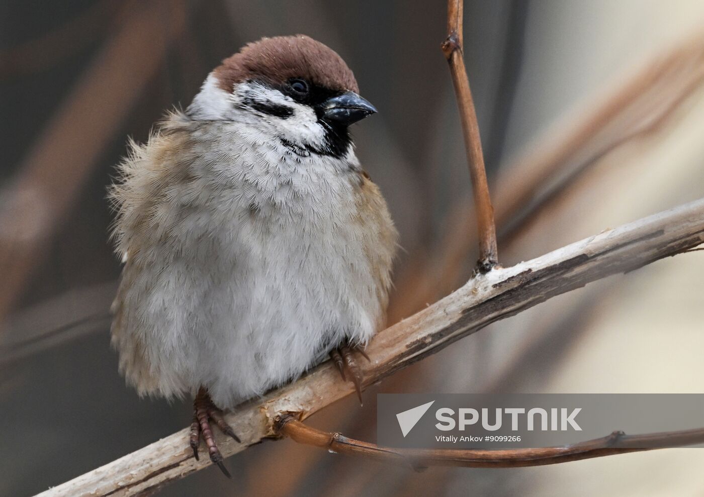 Russia Environment Sparrows Census