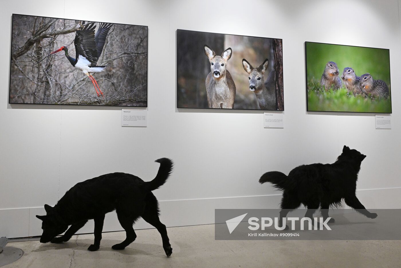 Russia Photography Nature Festival