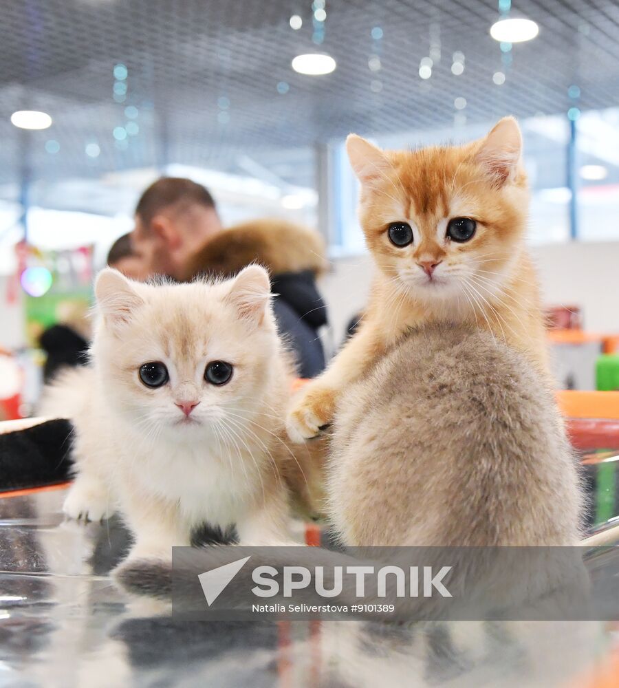 Russia Cat Show