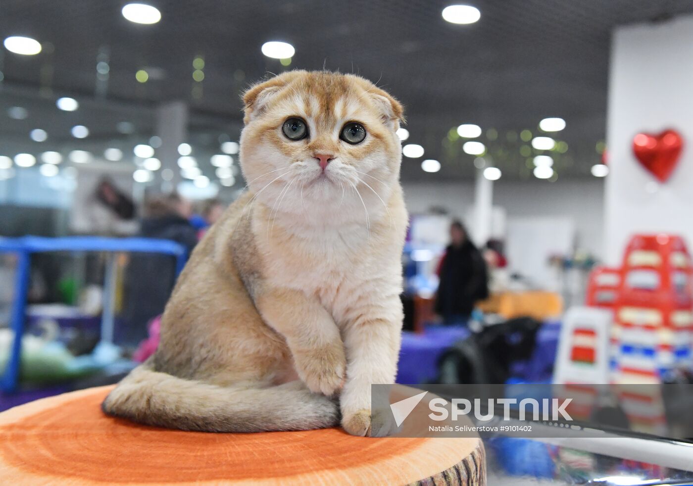 Russia Cat Show
