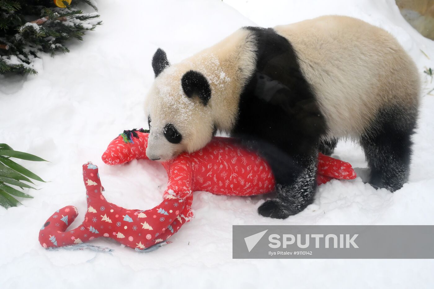 Russia Zoo Chinese New Year Celebrations