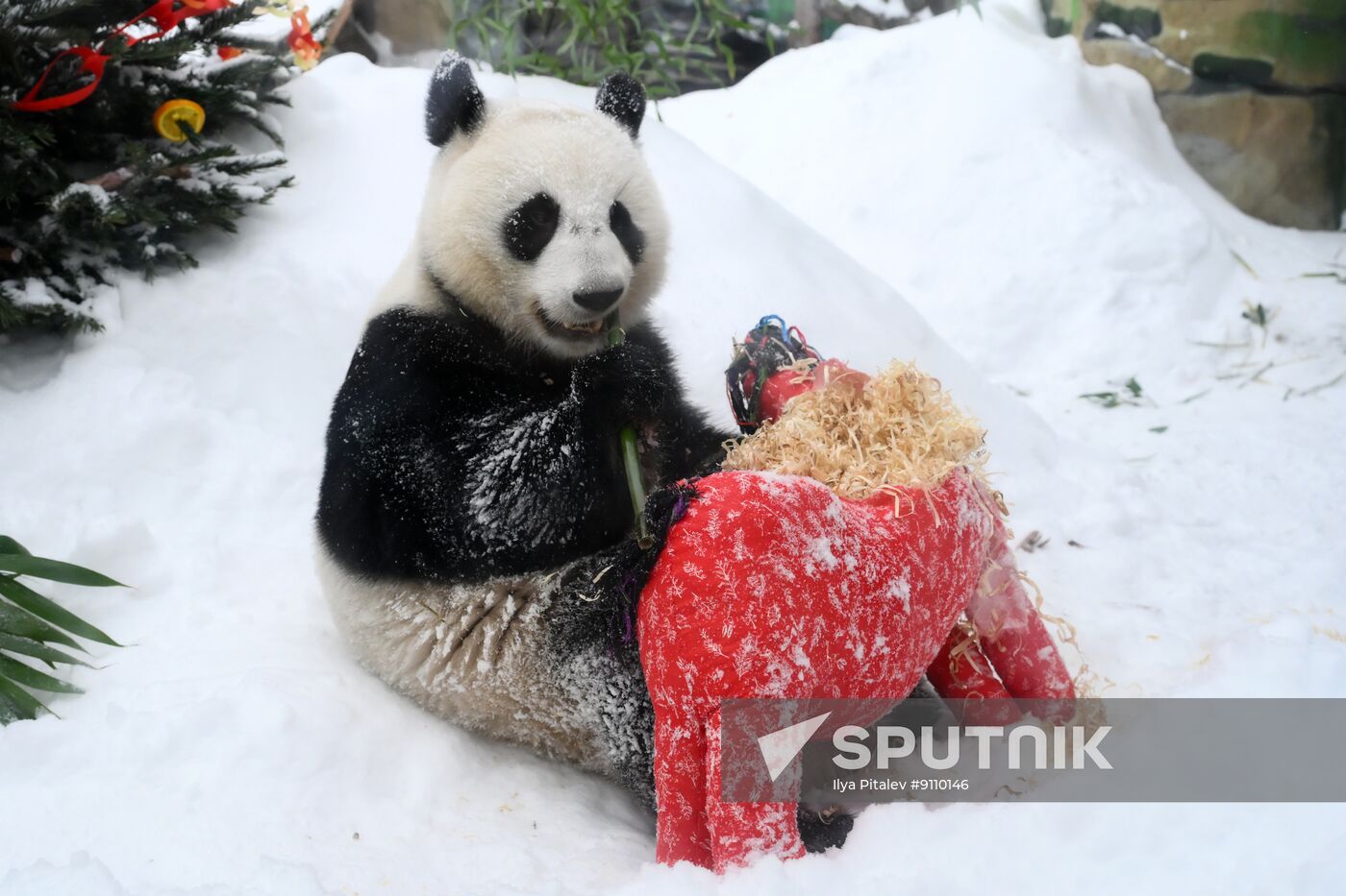 Russia Zoo Chinese New Year Celebrations