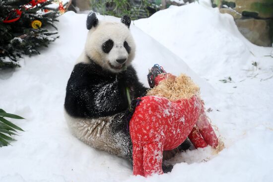 Russia Zoo Chinese New Year Celebrations