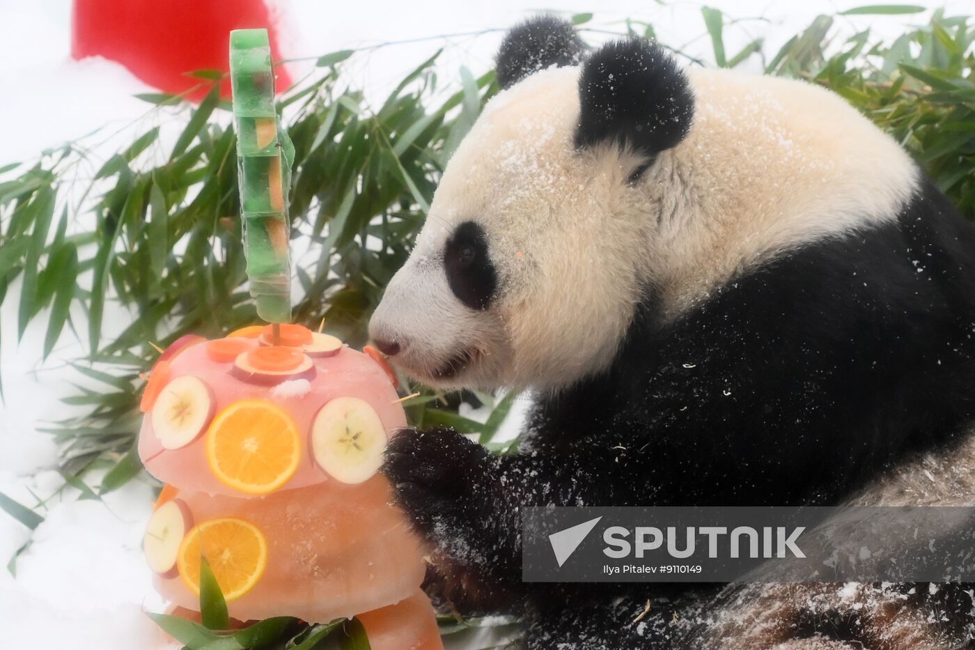 Russia Zoo Chinese New Year Celebrations