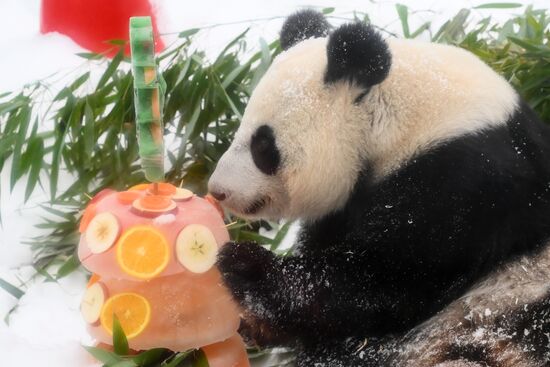 Russia Zoo Chinese New Year Celebrations