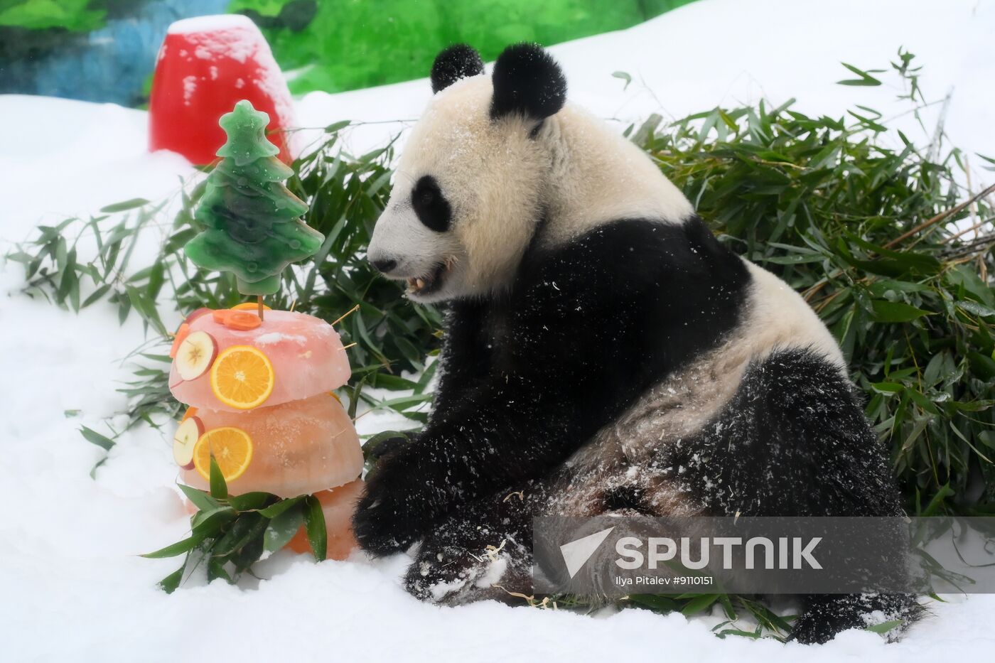 Russia Zoo Chinese New Year Celebrations