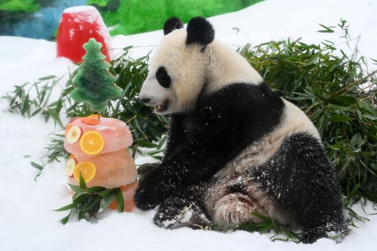 Russia Zoo Chinese New Year Celebrations