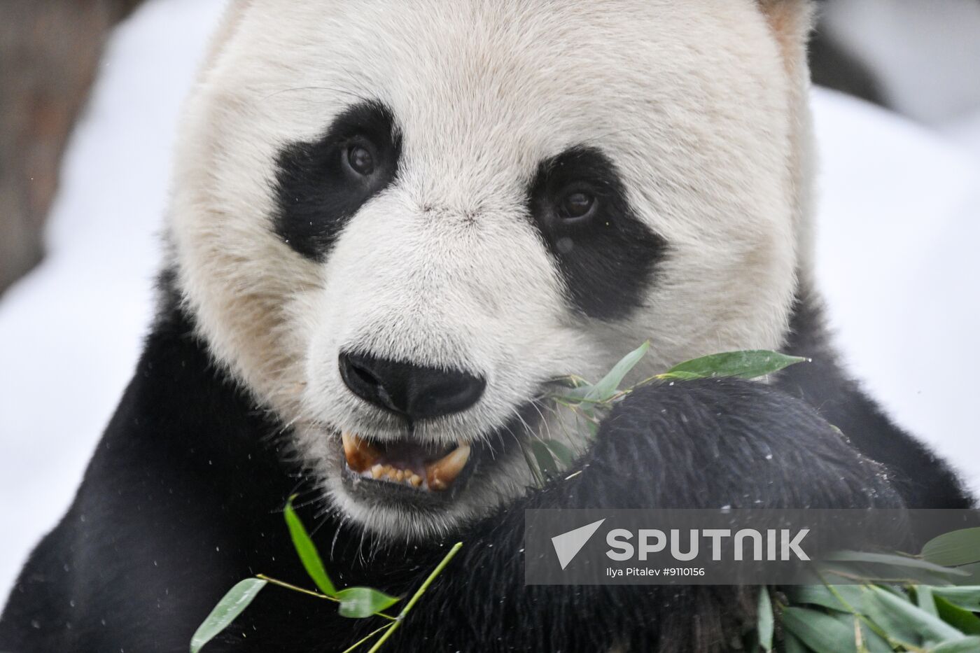 Russia Zoo Chinese New Year Celebrations