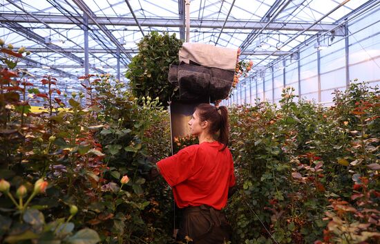 Russia Flower Growing