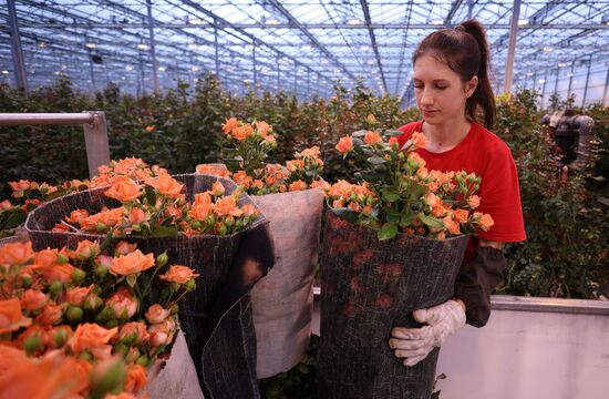 Russia Flower Growing