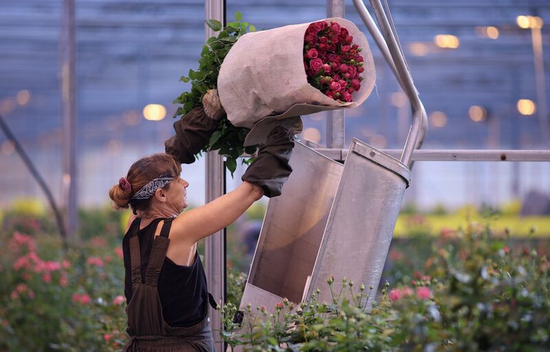 Russia Flower Growing