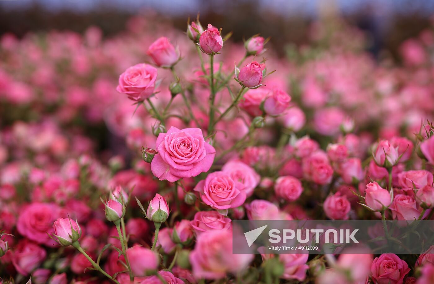 Russia Flower Growing