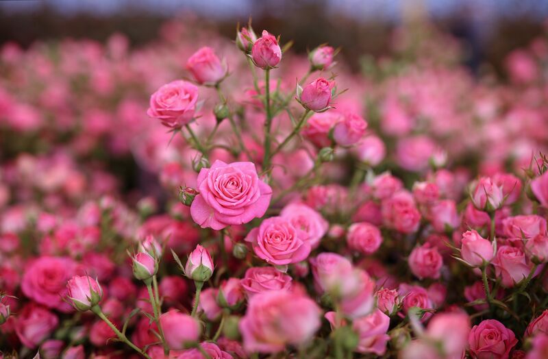 Russia Flower Growing