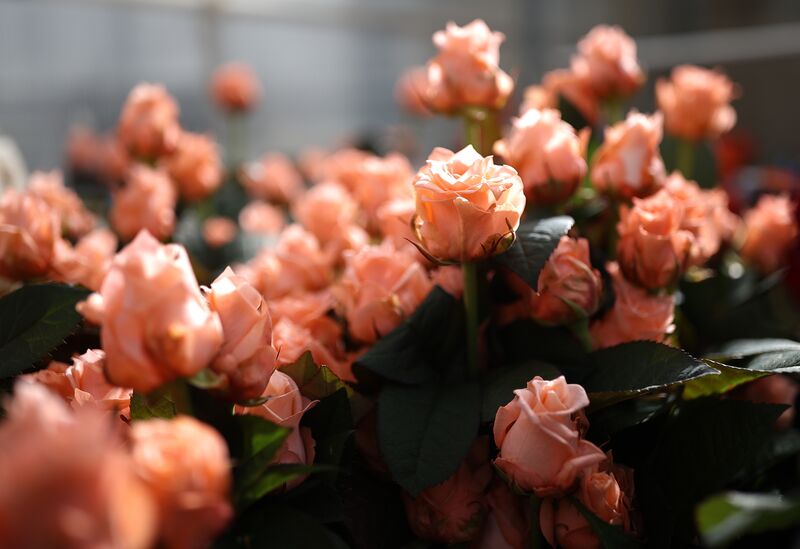 Russia Flower Growing