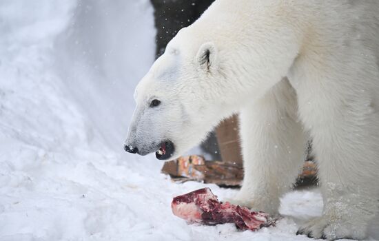 Russia International Polar Bear Day