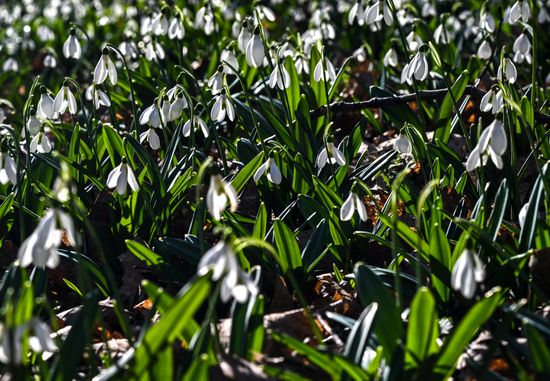 Russia Environment Snowdrops