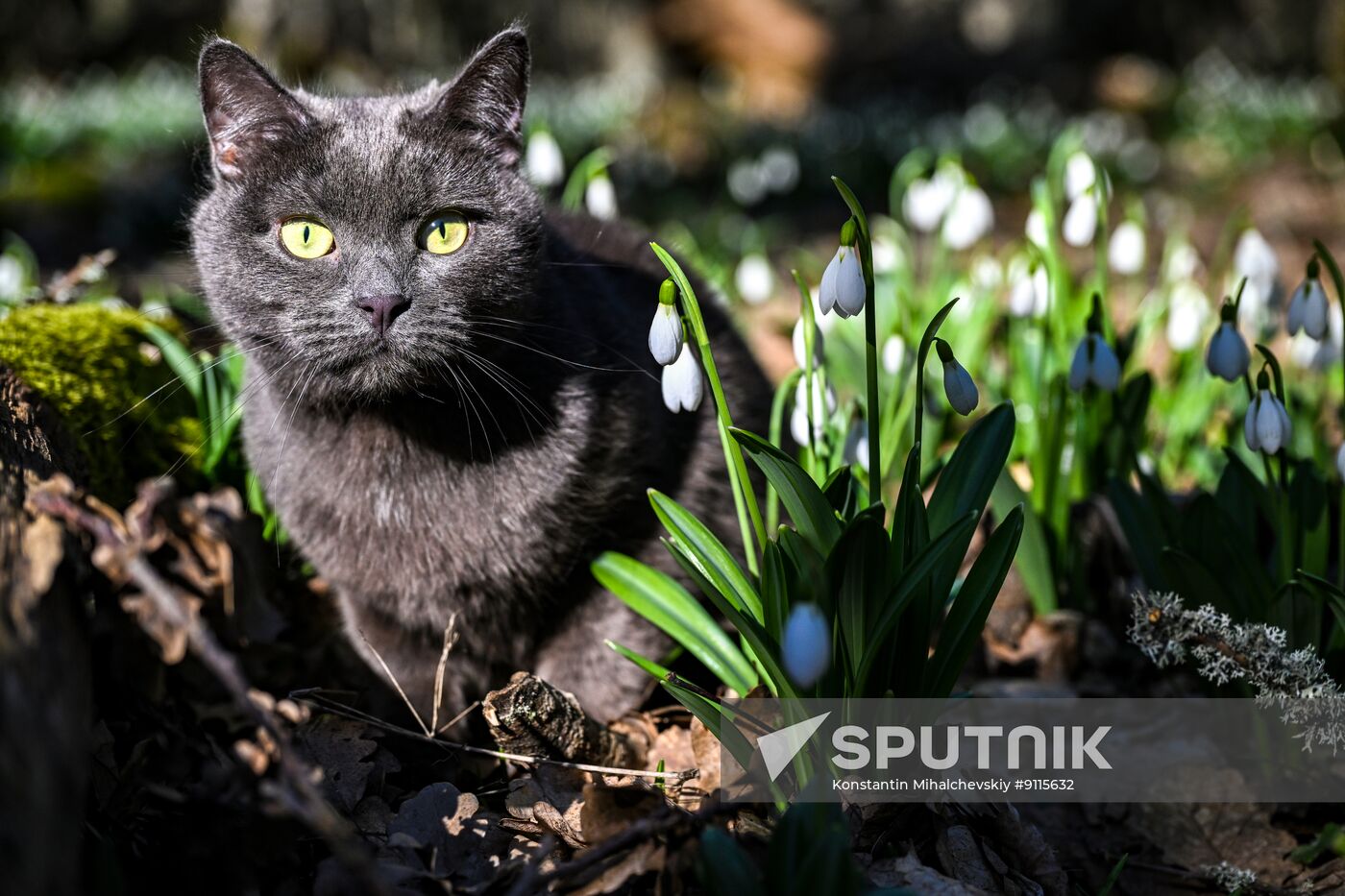 Russia Environment Snowdrops