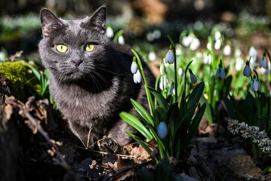 Russia Environment Snowdrops